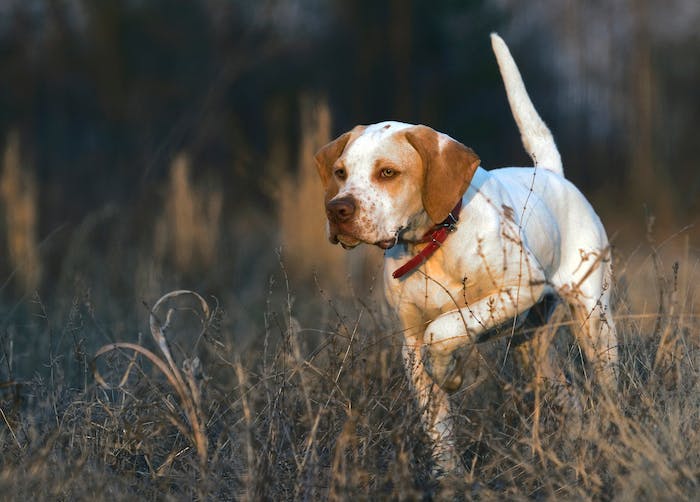 white and brown Bird Dog points
