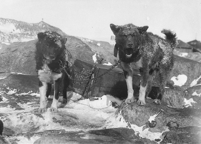 black and white image of two chained working dogs with snowy coats standing on rocky ground