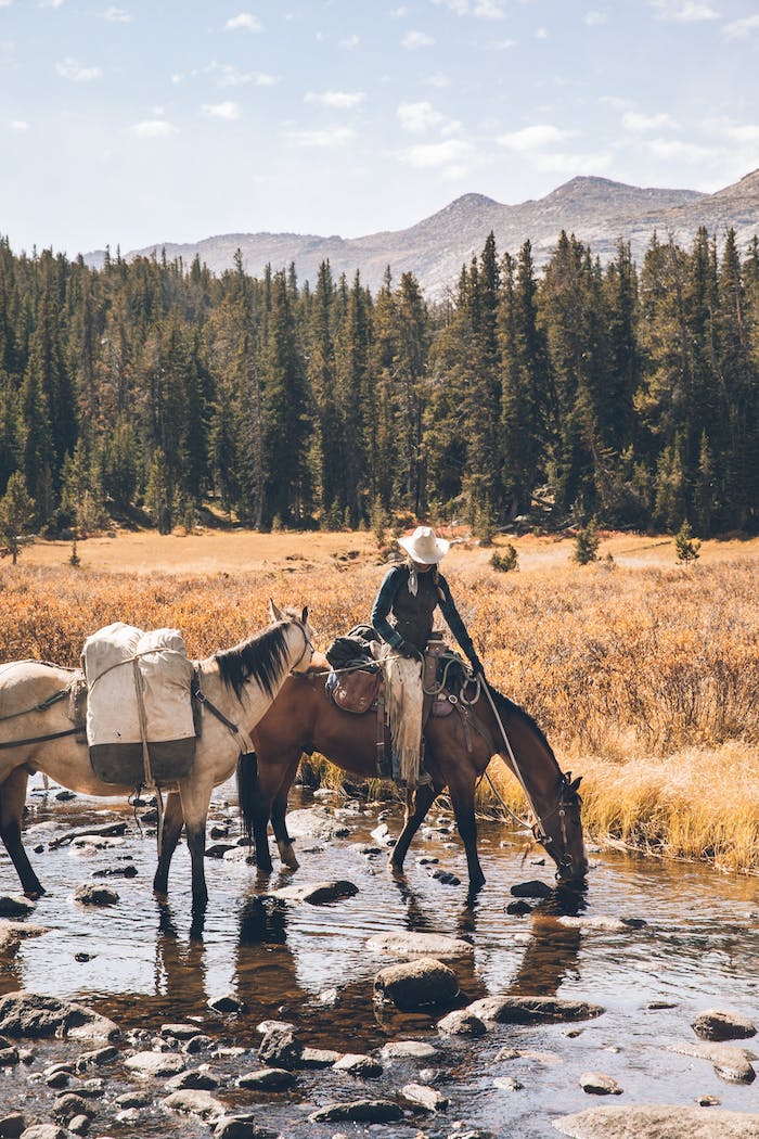 jessie with horses drinking from river in grassy field with pine trees