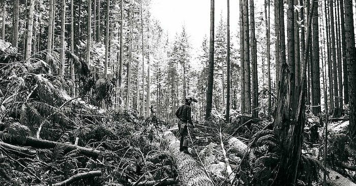 logger standing on a large downed log in the middle of a dense forest