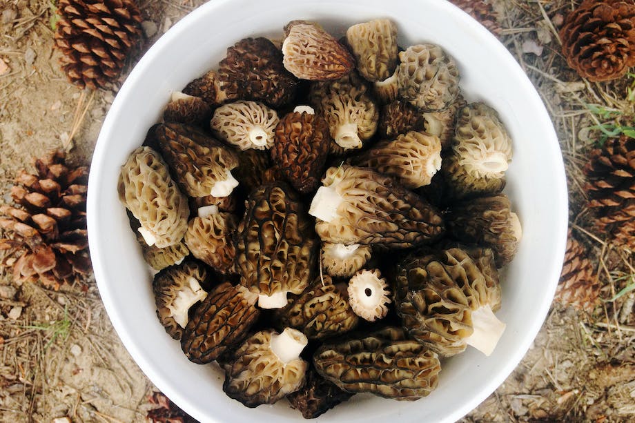 morel mushrooms in a white bucket next to pinecones on the ground