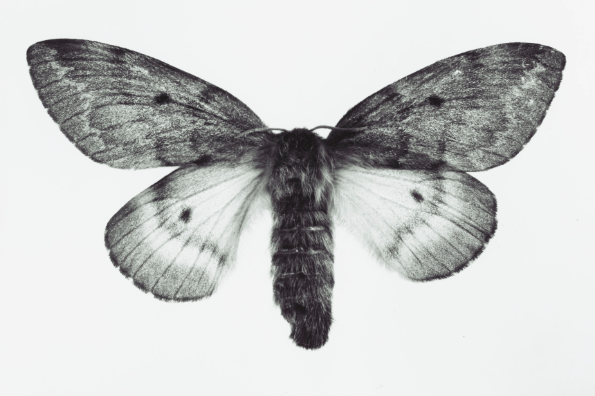 Black and white macro image of Furry Moth