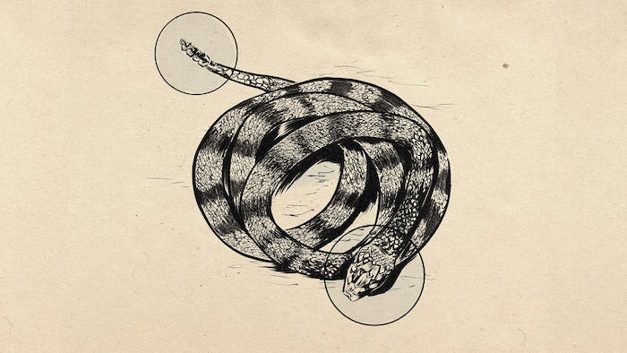 drawing of coiled rattlesnake with head and tail highlighted