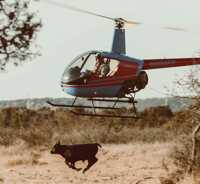 a helicopter pilot flying a small helicopter herding a black cow in the direction he wants him to go
