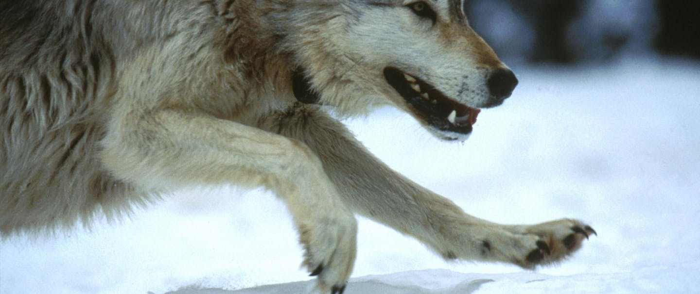 Wolf running near Yellowstone, MT